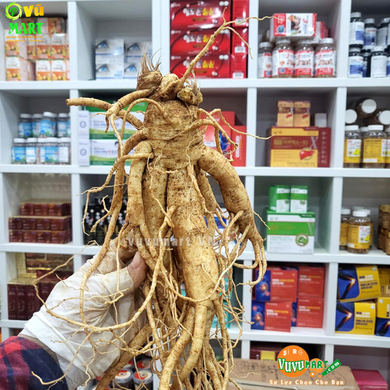 Sâm-tươi-hàn-quốc-xách-tay