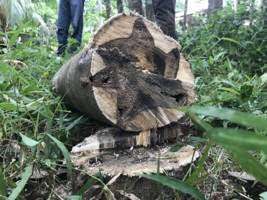 Giá trị tinh thần quý giá của Trầm hương