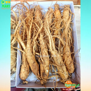 Sâm Tươi Hàn Quốc 3 Củ 1 Kg - Xách Tay ( Make Korea ) 27