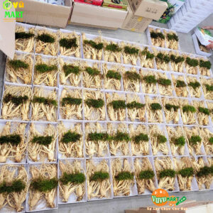 Sâm Tươi Hàn Quốc 3 Củ 1 Kg - Xách Tay ( Make Korea ) 29